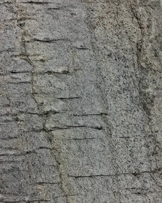 Deoli Green slate veneer sheet