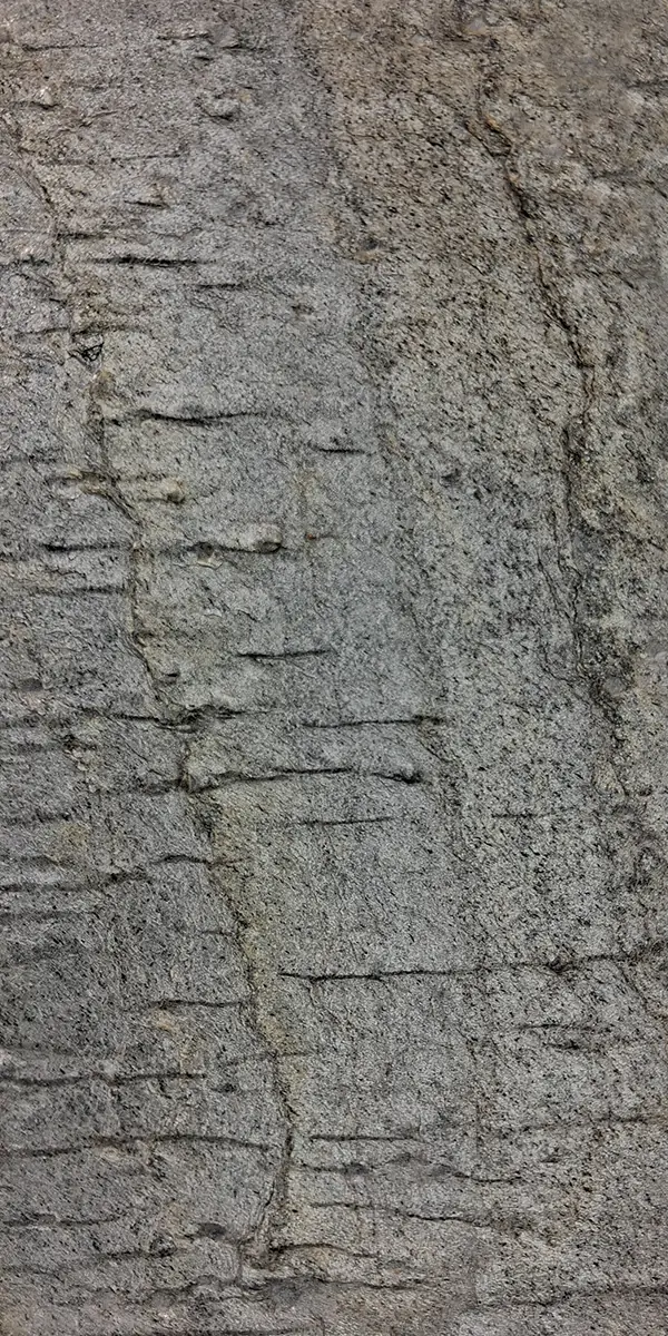 Deoli Green slate veneer sheet